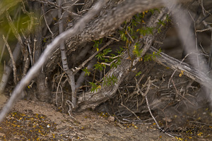 Casa Grande Ruins National Monument AZ 104