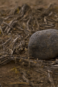 Casa Grande Ruins National Monument AZ 107