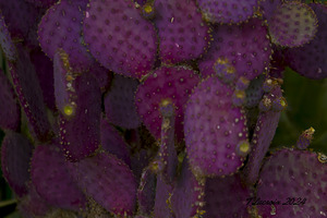 Casa Grande Ruins National Monument AZ 114