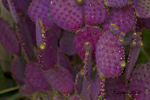 Casa Grande Ruins National Monument AZ 115