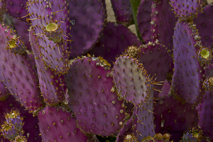 Casa Grande Ruins National Monument AZ 48