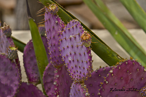 Casa Grande Ruins National Monument AZ 49