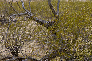 Casa Grande Ruins National Monument AZ 61