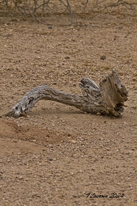 Casa Grande Ruins National Monument AZ 76