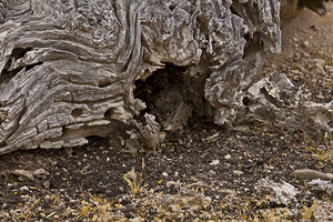 Casa Grande Ruins National Monument AZ 79