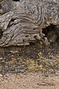 Casa Grande Ruins National Monument AZ 80