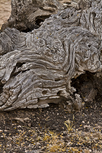 Casa Grande Ruins National Monument AZ 81