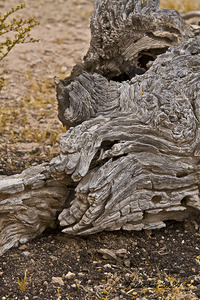 Casa Grande Ruins National Monument AZ 83