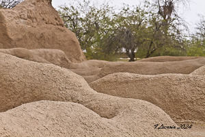 Casa Grande Ruins National Monument AZ 94