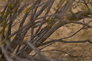 Casa Grande Ruins National Monument AZ 99