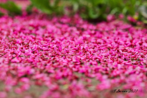 Spring time my front yard a Redbud tree Chicago Illinois by Tony Lacroix