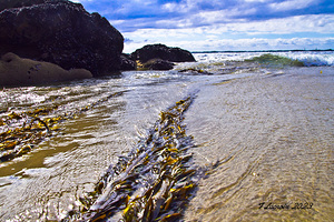Seaweed Venice Beach California by Tony Lacroix