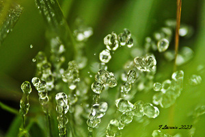 My Backyard of my fountain 