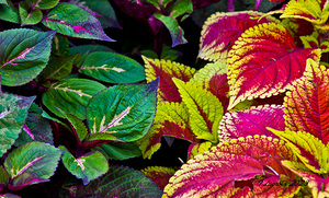 My backyard colorful plants