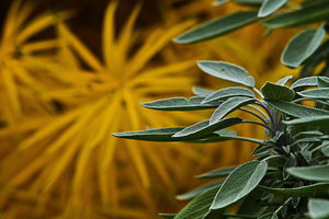  My Back Yard fall plants and colors yellow and green