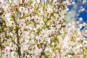 Spring Time My Front Yard Chicago Illinois
