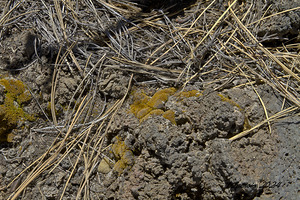 Sunset Crater Volcano National Monument AZ 46 37.