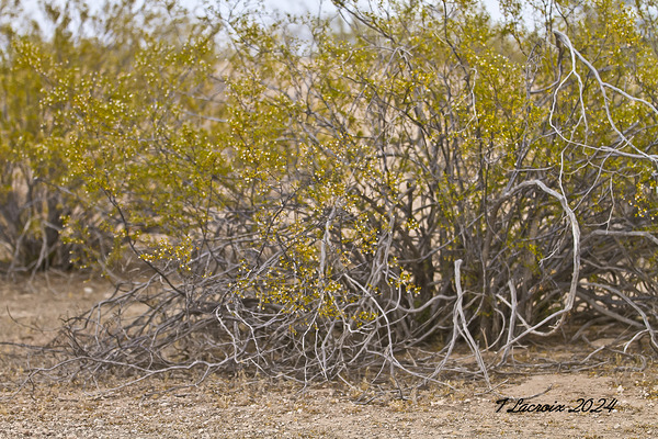 Casa Grande Ruins National Monument AZ 105 Print