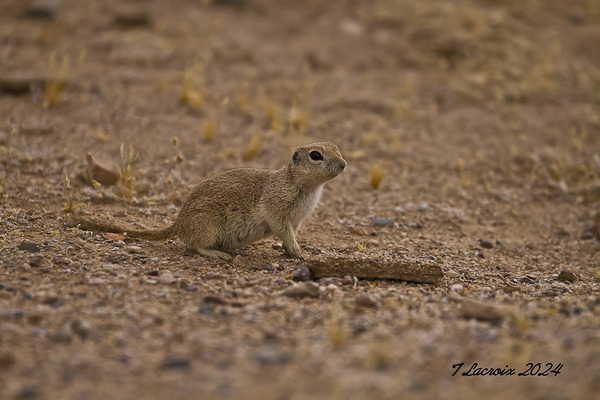 Casa Grande Ruins National Monument AZ 111 Print