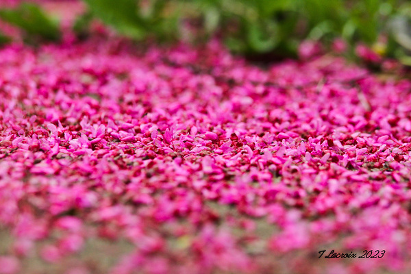 Spring time my front yard a Redbud tree Chicago Illinois Print