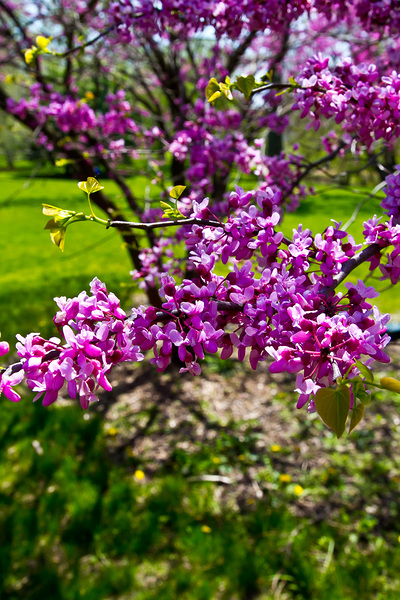 Springtime in  Lincoln Park Chicago IL Print