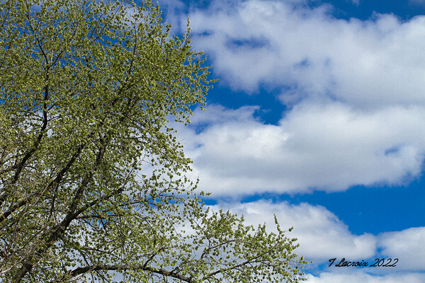 Spring Time My Front Yard  Print