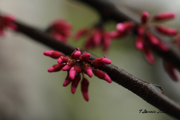 Spring Time My Front Yard A Redbud Tree Print