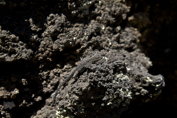 Sunset Crater Volcano National Monument AZ 46 11. Print