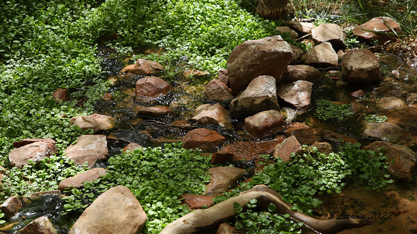 Zion National Park Utah Print