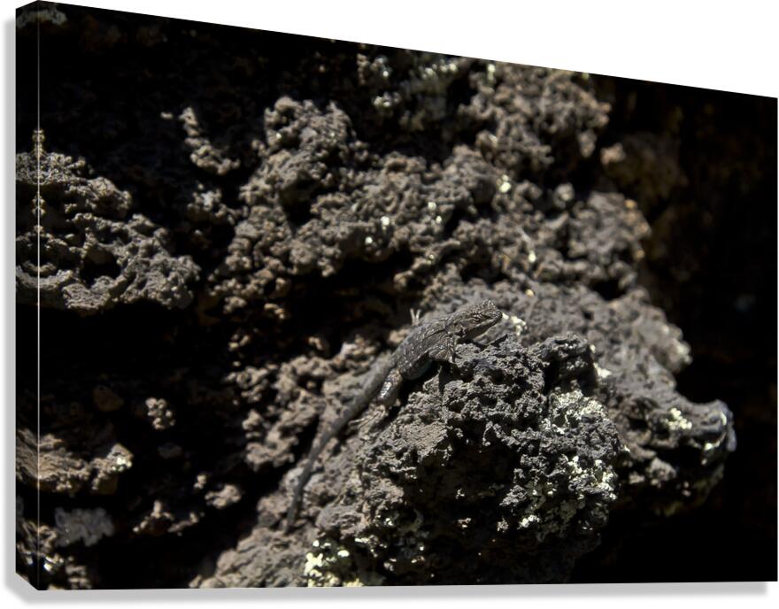 Sunset Crater Volcano National Monument AZ 46 11. Canvas Print