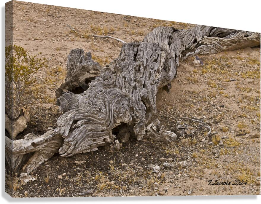 Casa Grande Ruins National Monument AZ 72 Canvas Print