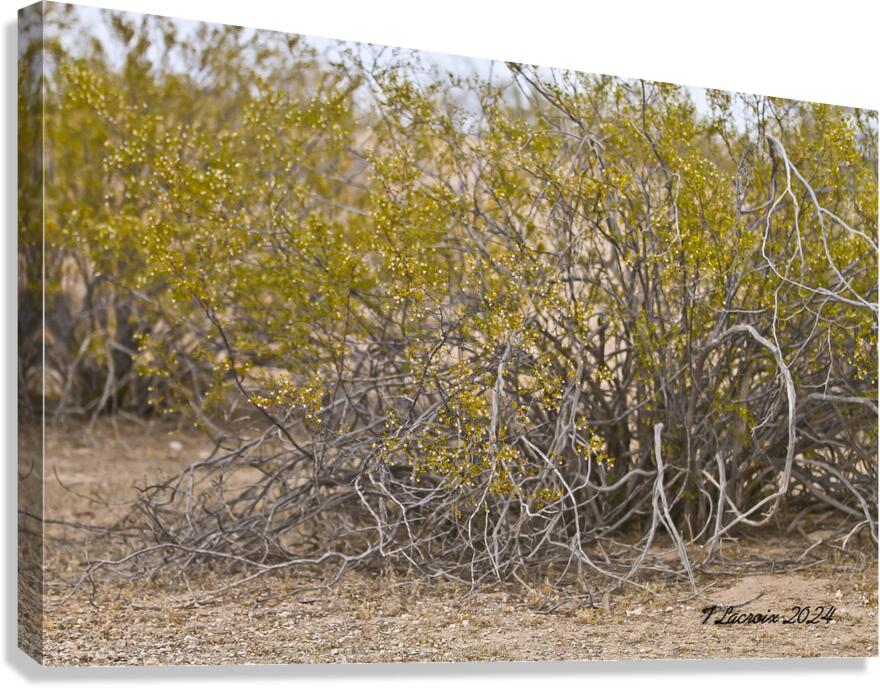 Casa Grande Ruins National Monument AZ 105 Canvas Print