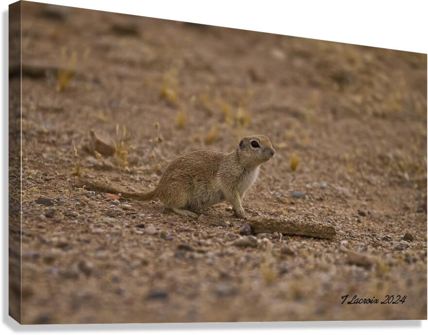 Casa Grande Ruins National Monument AZ 111 Canvas Print