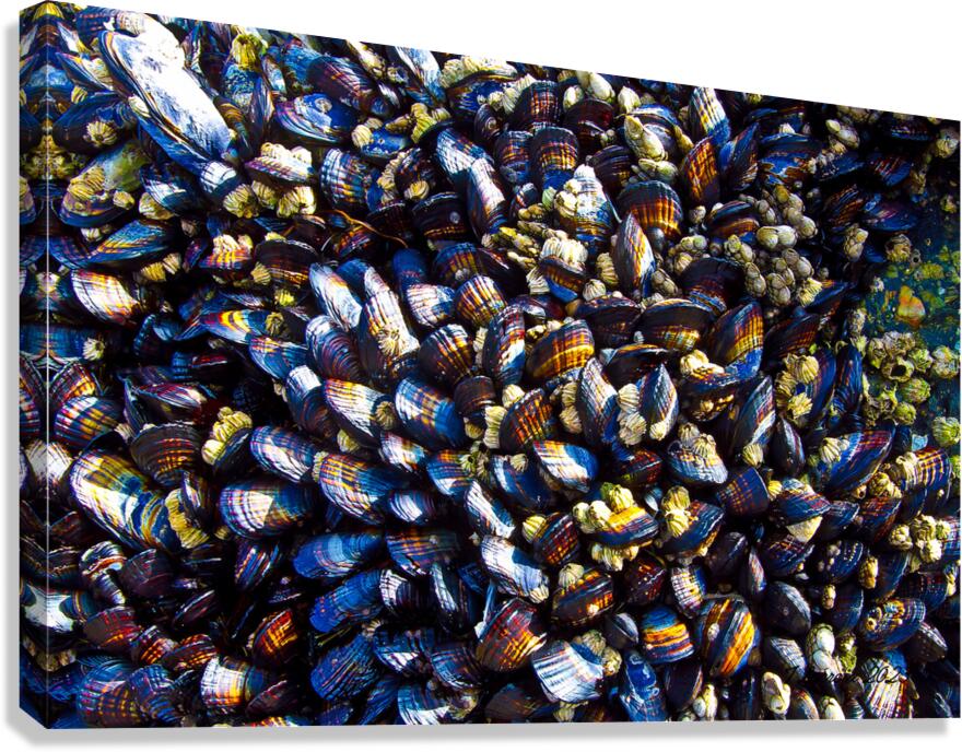 Mussels Venice Beach California Canvas Print