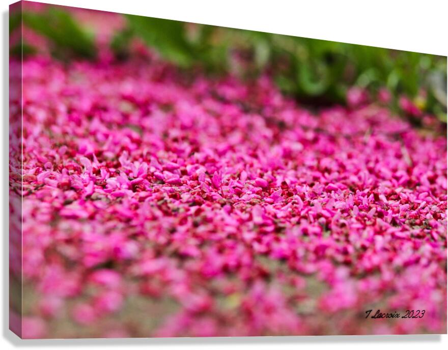 Spring time my front yard a Redbud tree Chicago Illinois Canvas Print