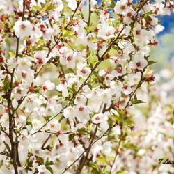 Spring Time My Front Yard Chicago Illinois