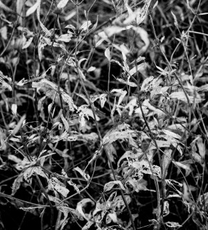 Dry leaves