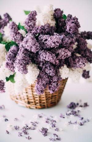 Lilac in a basket