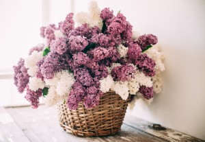 Vintage lilac
