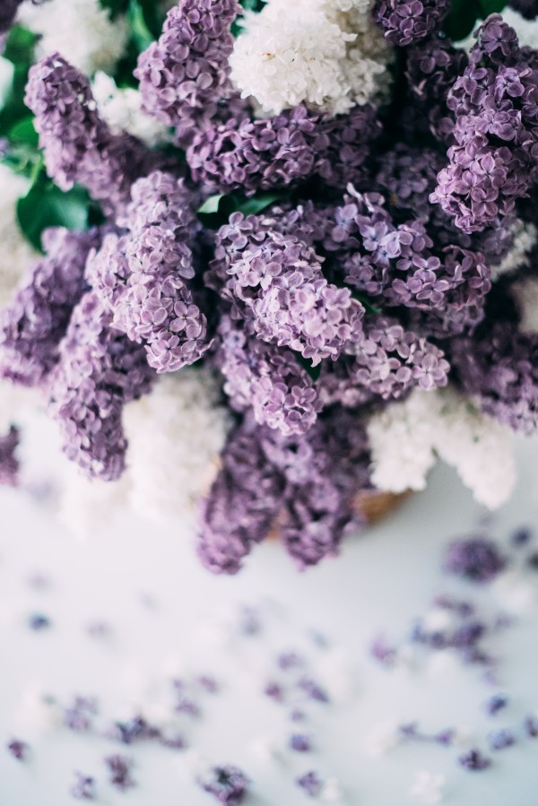 Lilac flowers Print