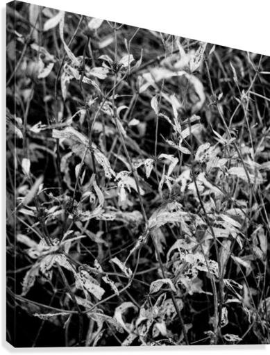 Dry leaves  Canvas Print