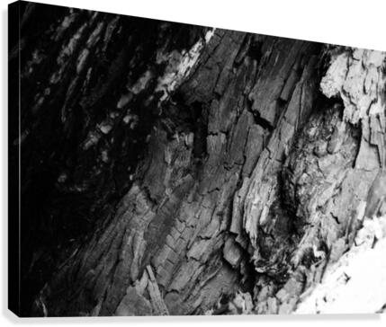Black timber Canvas Print