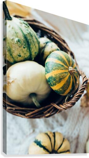 Green pumpkins Canvas Print