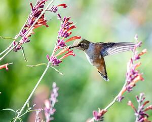 Nectar Harmony: A Birds Floral Symphony