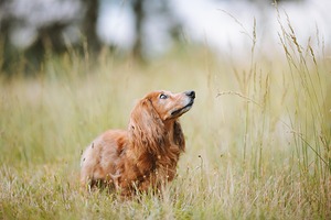 Wheatfield Watcher A Dachshund s Curious Gaze