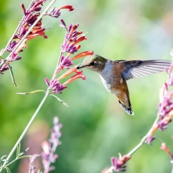 Nectar Harmony: A Birds Floral Symphony