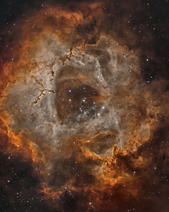 The Rose