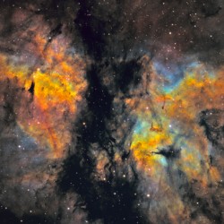 The Butterfly