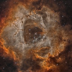 The Rose