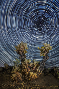Cholla